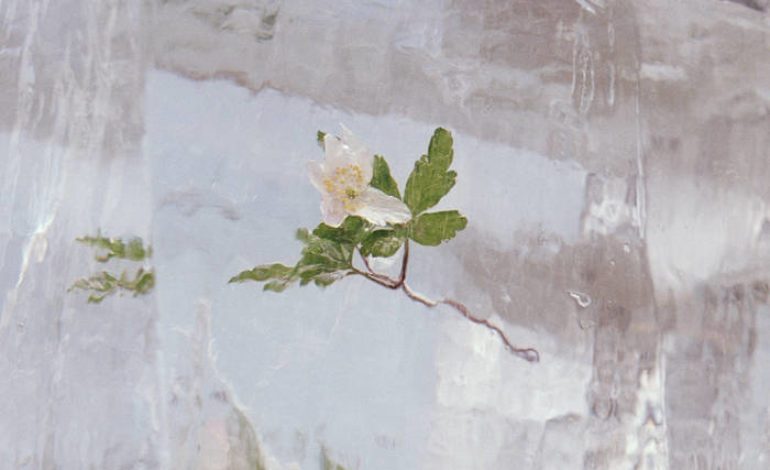Album Review: Efterklang – Windflowers