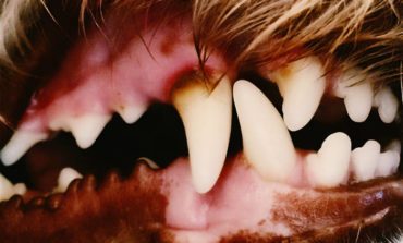 Album review: Lucius - Lucius