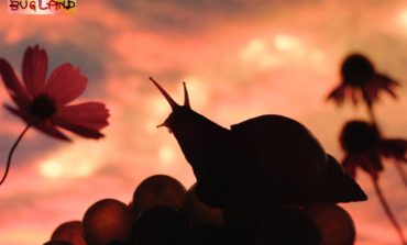 Album Review: No Joy - Bugland